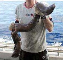 A scientist holding a large hagfish