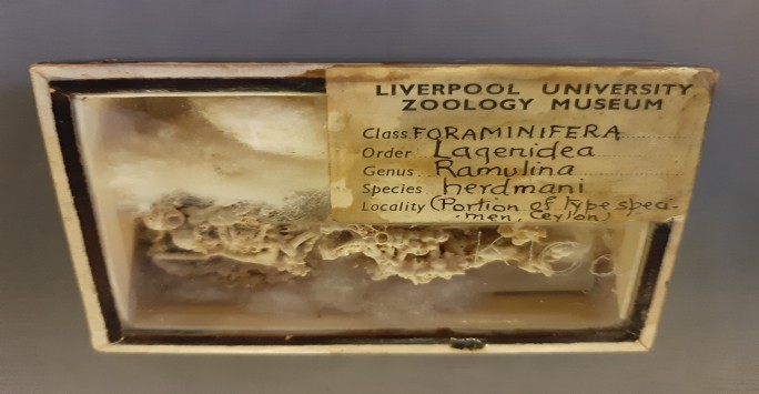 A small box approximately 7 centimetres by 5 centimetres. Black worn material around the edges glazed top with scratches. A yellowing type specimen label with Liverpool university Zoology Museum typed on it and hand written class and genus attributes. Containing cotton wool like substance with tiny micro sized  fossil of foraminifera samples. 