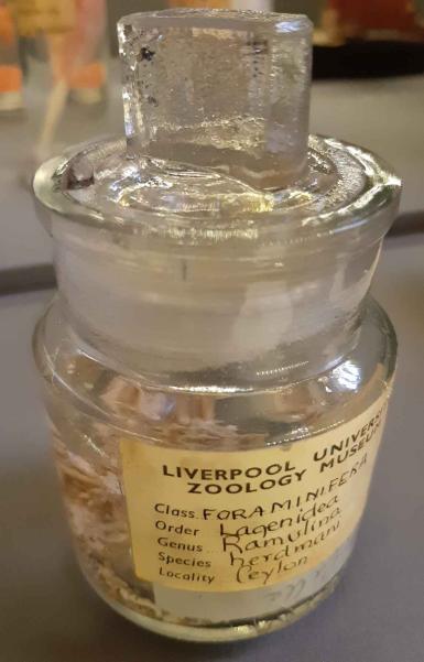 A small historic wet specimen bottle containing a Type specimen of Herdimani foraminfera.