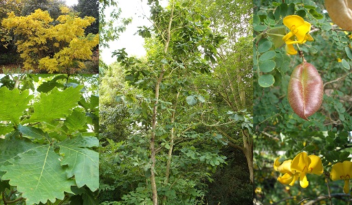 Some of Betty Horsfall’s plants in Ness Gardens. From left to right, Phellodenron amurense, Quercus mongolica, and Colutea arborescens, the latter of which has since died. Photos courtesy of Tim Baxter.