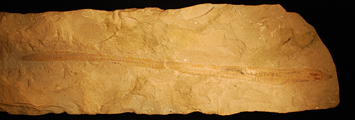 Tethymyxine tapirostrum, a very rare 12-inch-long,100 million year old fossil in a slab of Cretaceous period limestone from Lebanon (Photo: Tetsuto Miyashita, University of Chicago). Believed to be the first detailed fossil of a hagfish.