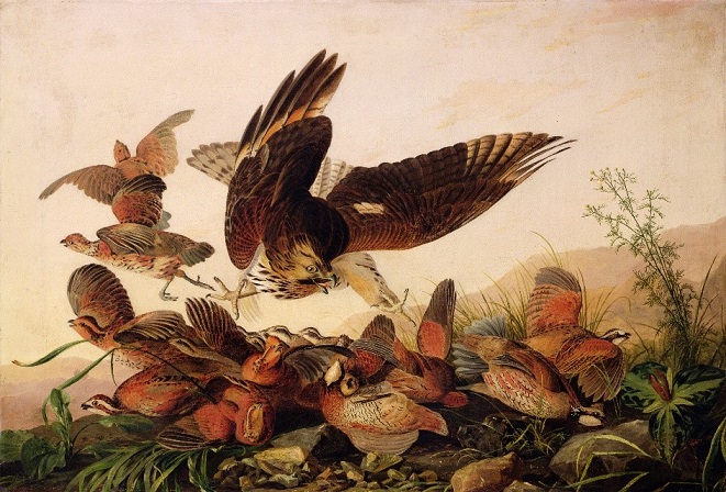 Audubon's Hawk Pouncing on Partridges, 1827