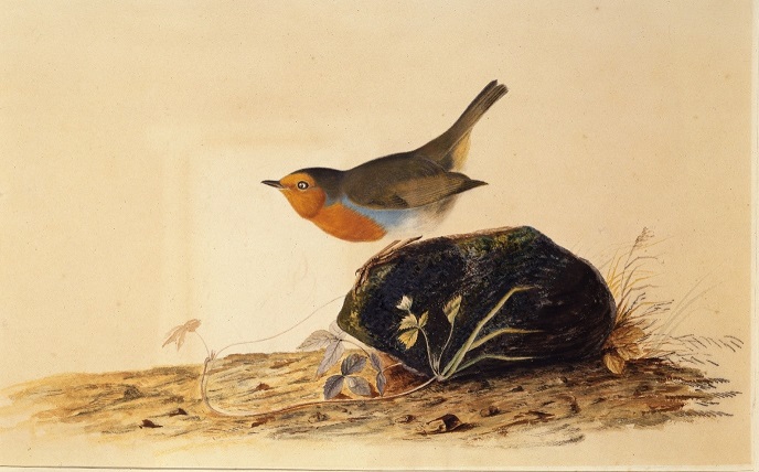 ‘Robin Perched on a Mossy Stone, 1826’