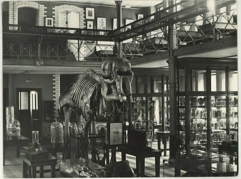 Black and white photograph of a comparative anatomy and zoology museum. There is a full size skeleton of an elephant surrounded by tables with glass bell jars and other specimens inside them. Surrounding the room is a balcony with table cases and specimens just seen.