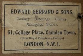 wo colour photographs of original labeling found on gerrards specimens. the labels have yellowed but are still readable and are titled Edward Gerrard & Sons.