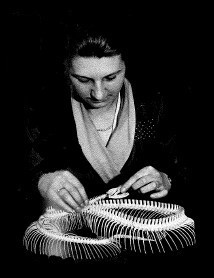 Black and white photograph of a female staff member fixing the skull of a snake to the body. She leans forward intently focused on her task.