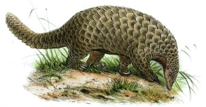 Illustration of an African Giant pangolin Smutsia gigantea, by John Wolf. Image in public domain