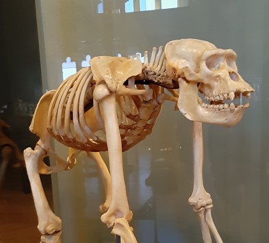 gorilla skeleton