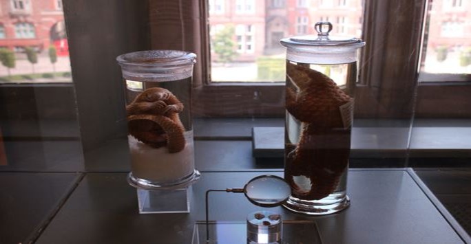 Two Asian pangolin specimens in spirit jars