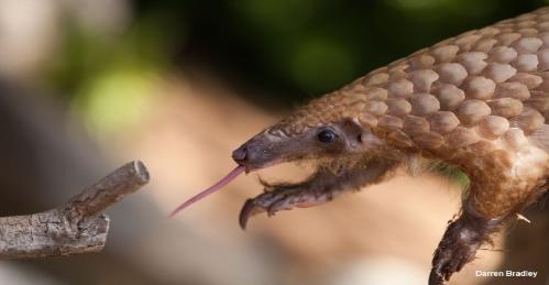 A pangolin with it's tongue out about to eat an ant or termite