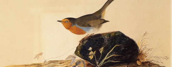 ‘Robin Perched on a Mossy Stone, 1826’