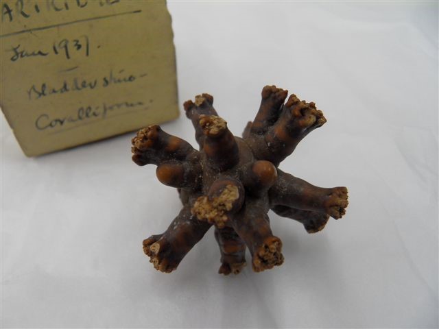 The largest bladder stone in our collection and it is about the size of a £2 coin, and is of a type called a Jackstone urolith.