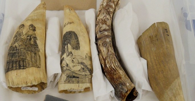 A box of  four engraved and carved scrimshaw whale bone and tusks