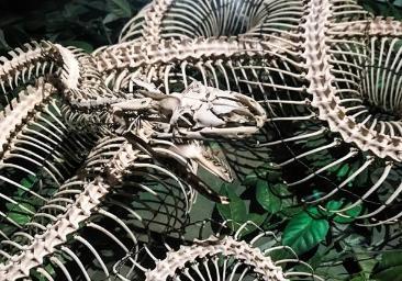 Close up colour photograph of a snake skeleton specimen with the wires holding the skeleton together.