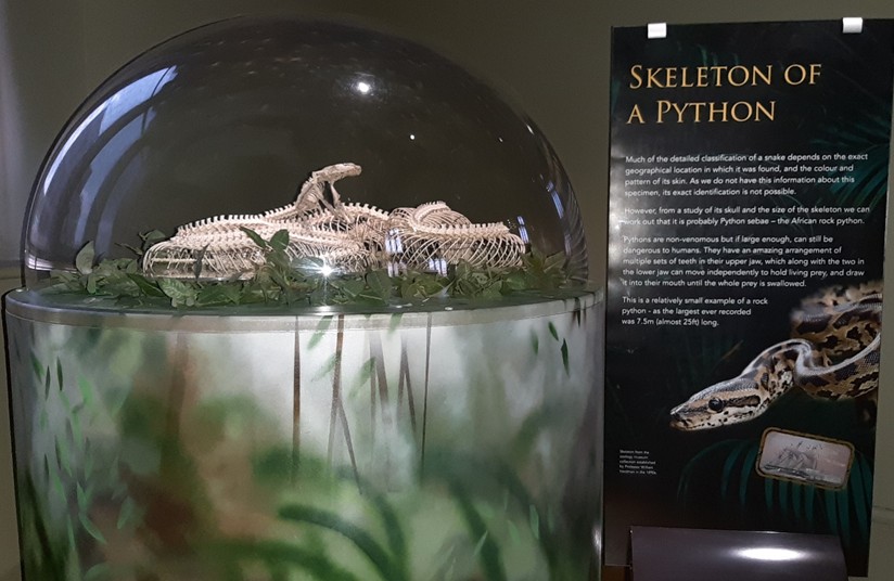 Skeleton of a snake in a curved museum case with faux leaves.To the right stands an interpretation panel explaining that it is the skeleton of a python and how this is known.