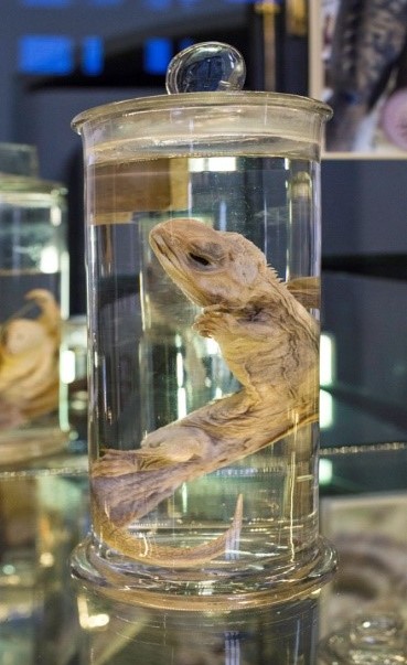 A historical wet specimen of a Sphenodon - Tuatara a greenish, brownish grey lizard. Sometimes known as a living fossil. 