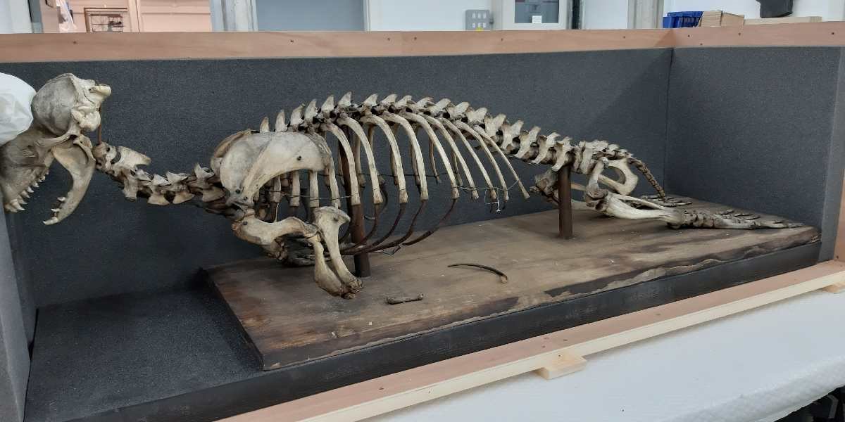 A seal skeleton being packed away ready for the move.