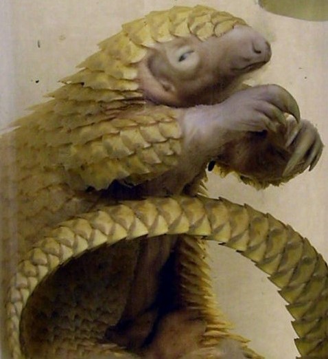 Small single Asian pangolin specimen