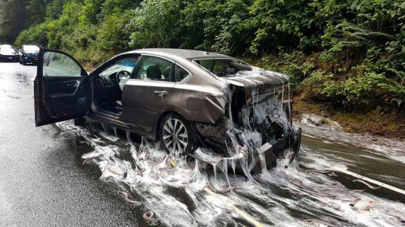 The unfortunate result for one driver when a lorry carrying hagfish shed its load in Oregon in 2017