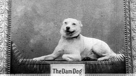 The Dam Dog