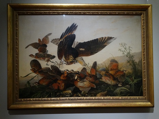 Audubon's Hawk Pouncing on Partridges painting