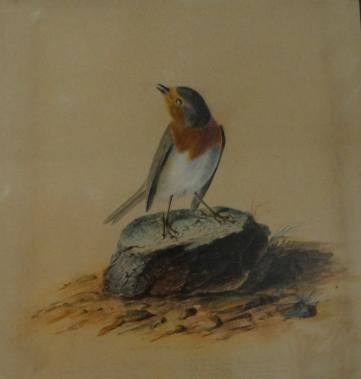 Audubon's Painting 'A Robin' with poem written underneath
