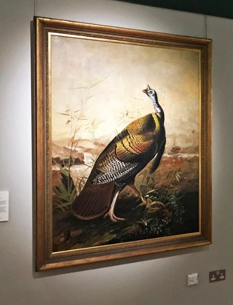 Audubon's 'American Wild Turkey Cock' painting