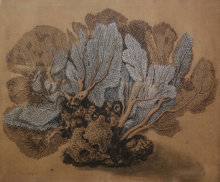 Fan Corals, 1785 By Sarah Stone (1760 – 1844