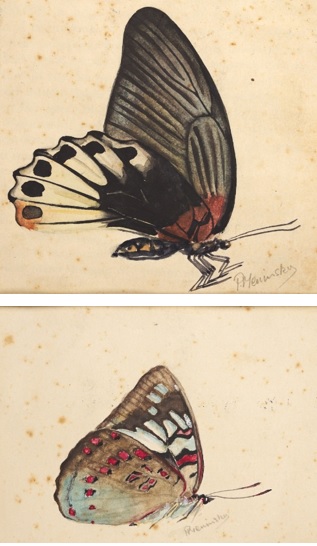 Two Tropical Butterflies, Thailand circa 1944