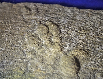 Chirotherium footprints