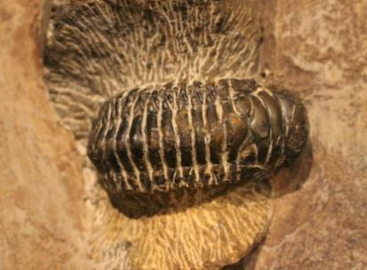 A Trilobite specimen from the Tate Hall Museum