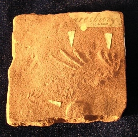 Beasley’s D2 type-specimen, c. 240,000,000 years old. Rhynchosaurides Rectipes’