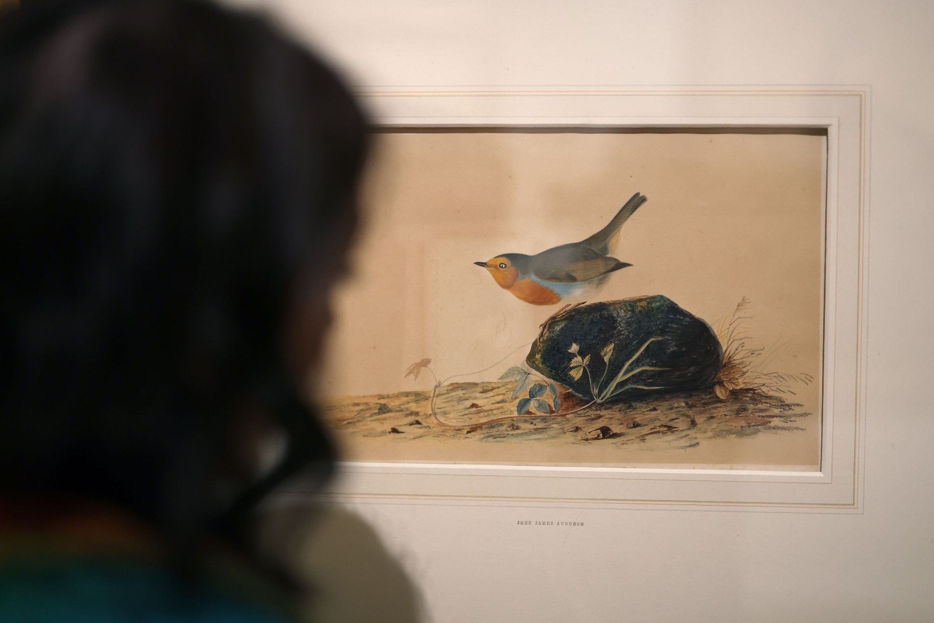 Artwork on display in the Audabon gallery