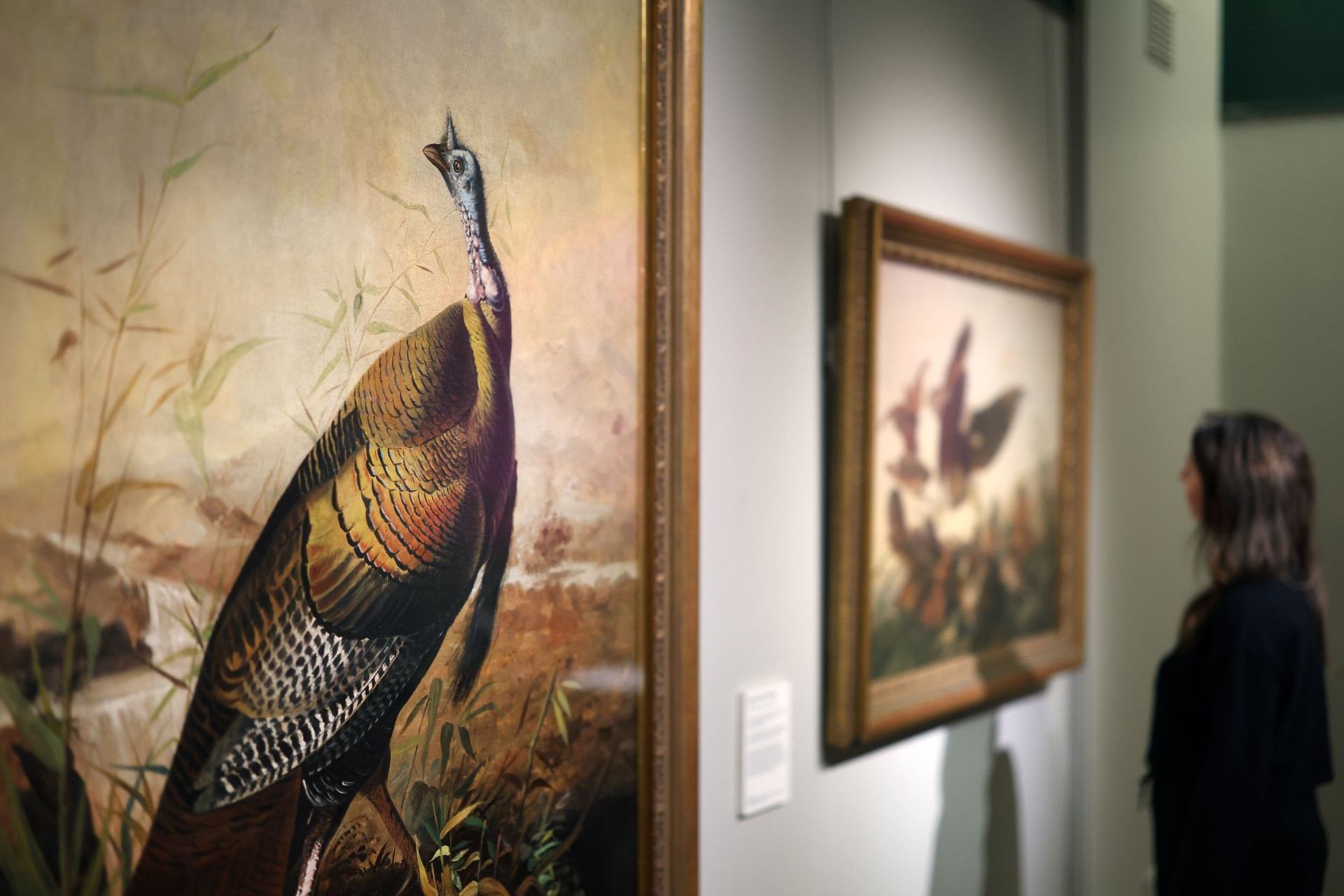 The Audabon gallery in the Victoria Gallery & Museum